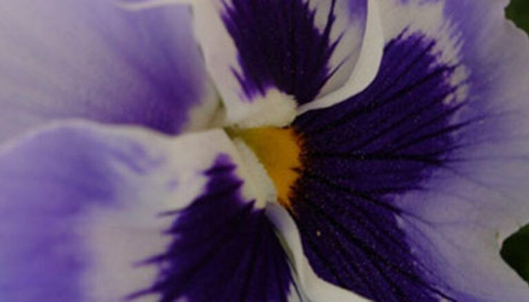 detalle de flor pensamiento